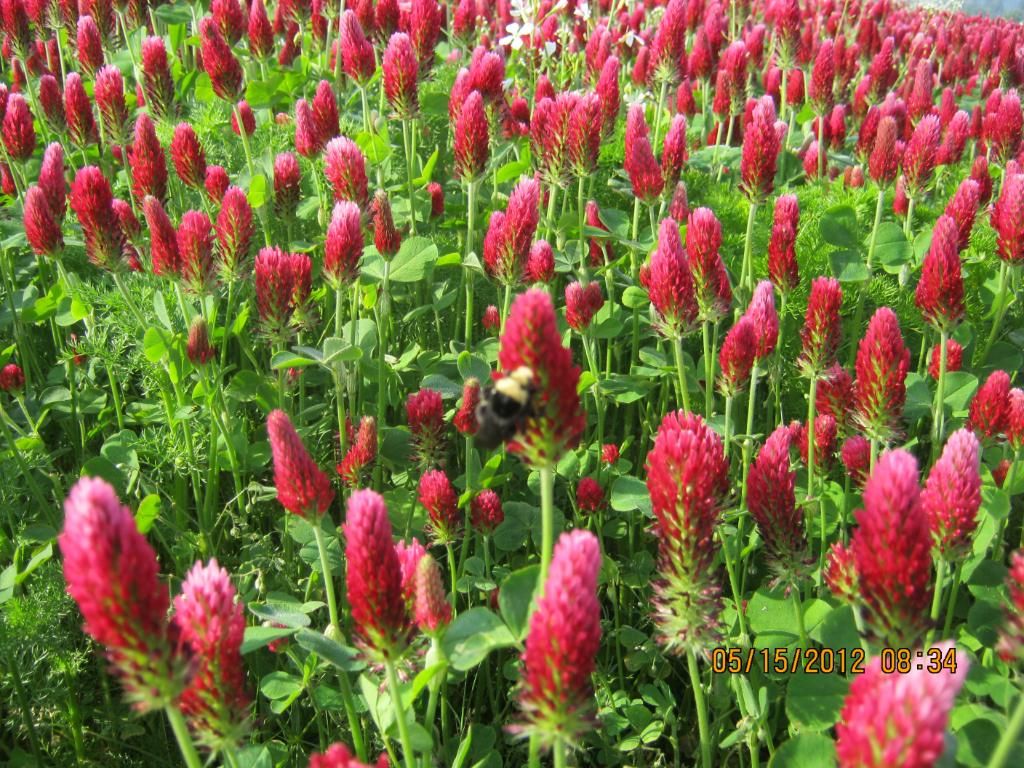 Crimson clover Beekeeping Forums