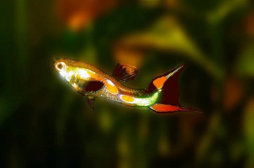 http://i847.photobucket.com/albums/ab32/lepisteskulubu/e12.jpg?t=1288001420