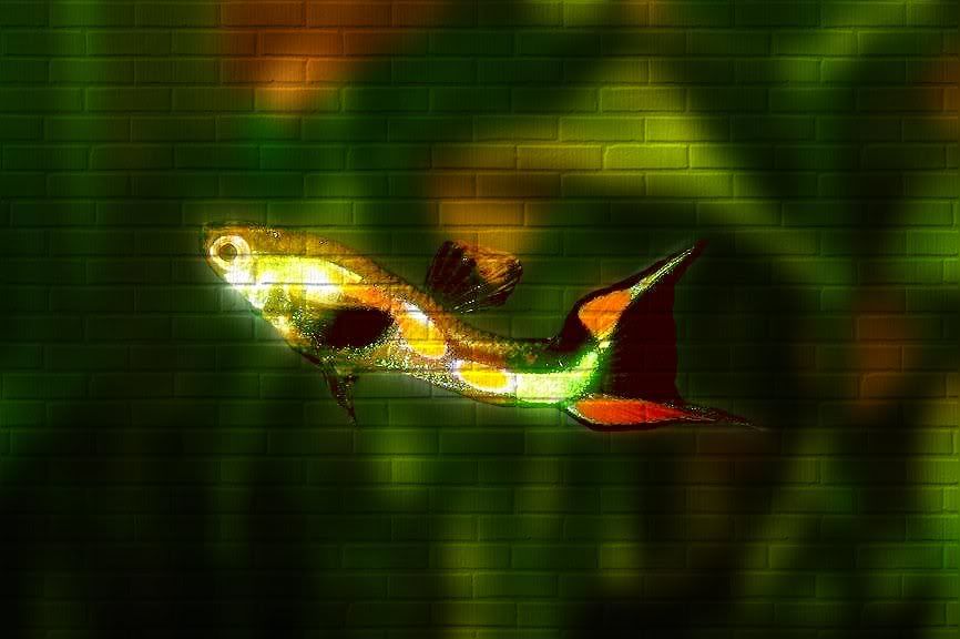http://i847.photobucket.com/albums/ab32/lepisteskulubu/e2.jpg?t=1288001624