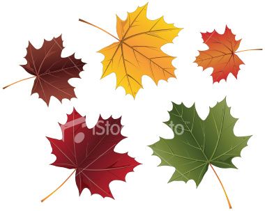stock-illustration-5767364-maple-leaves.jpg