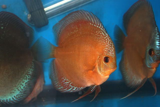 VENDO PECES DISCOS vendo peces discos: