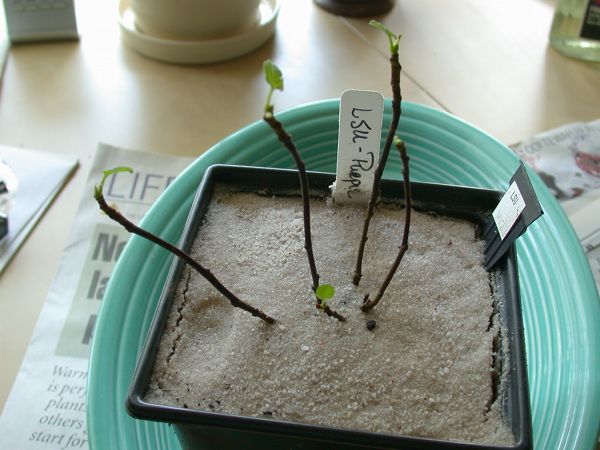 [LSUPurple_zps5c6239c8]