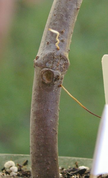 [LarryAgainNode3_zps1e7a121c]