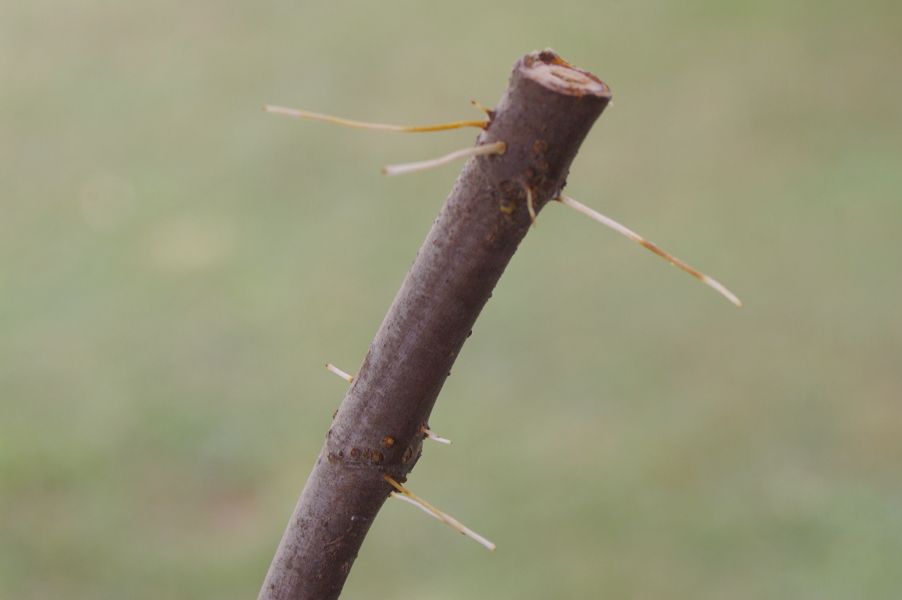 [Larryb_zpsb336499d]