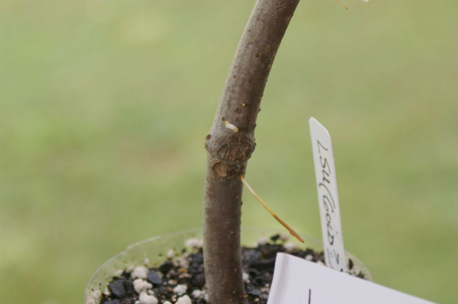 [Larryc_zps46e1ca44]