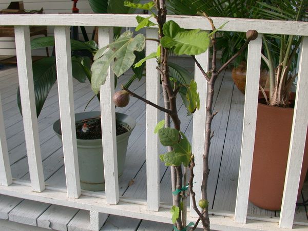 [SalsFiglet_zps7ee9e49f]