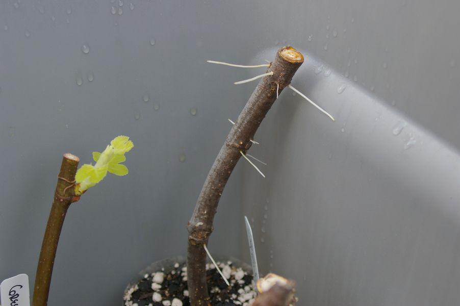 [aerialrootsb_zpsad4fb808]