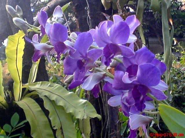 bunga anggrek ungu