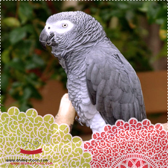 Parrots-amp-birds15_zpsac65ea8a.png