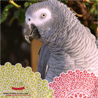 Parrots-amp-birds4_zpsefa48147.png