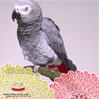 Parrots-amp-birds7_zpsf6b98911.png
