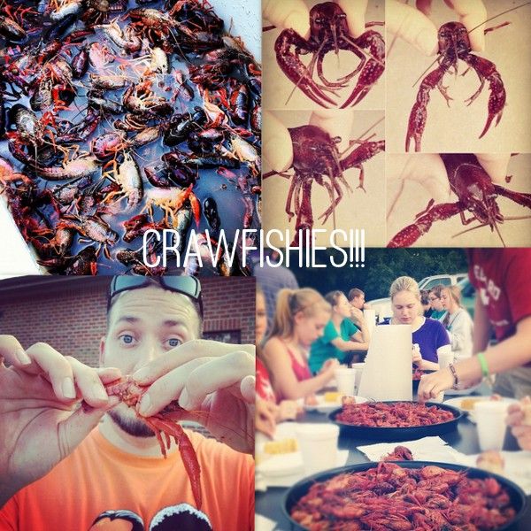 crawfish