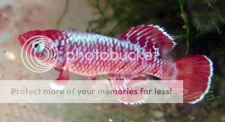 Killifish Killi Fish Notho Eggersi Red Rufigi Egg Eggs