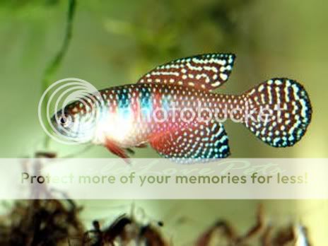 KILLIFISH,KILLI FISH Simpsonichthys Carlettoiw EGGS,EGG  